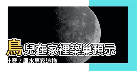 鳥在家築巢風水|【鳥巢在家】野鳥眷顧，築巢家中預告好運臨門！